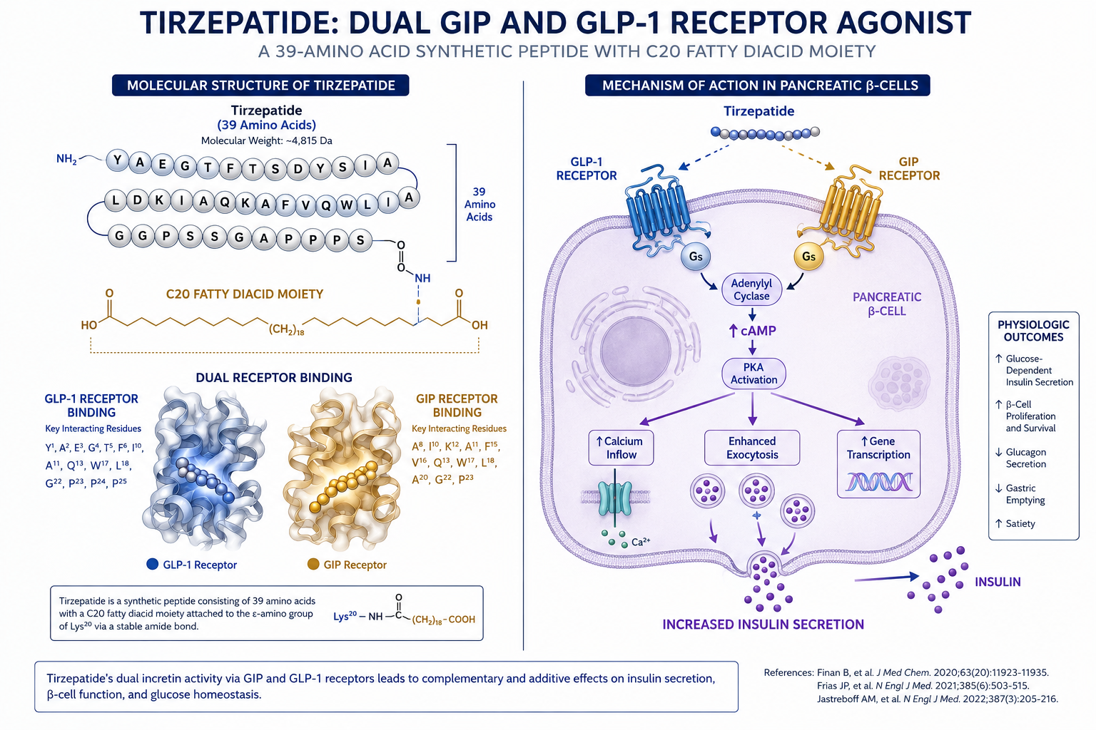 Detailed () scientific infographic illustration showing the dual GIP and GLP-1 receptor pathway mechanism of tirzepatide as