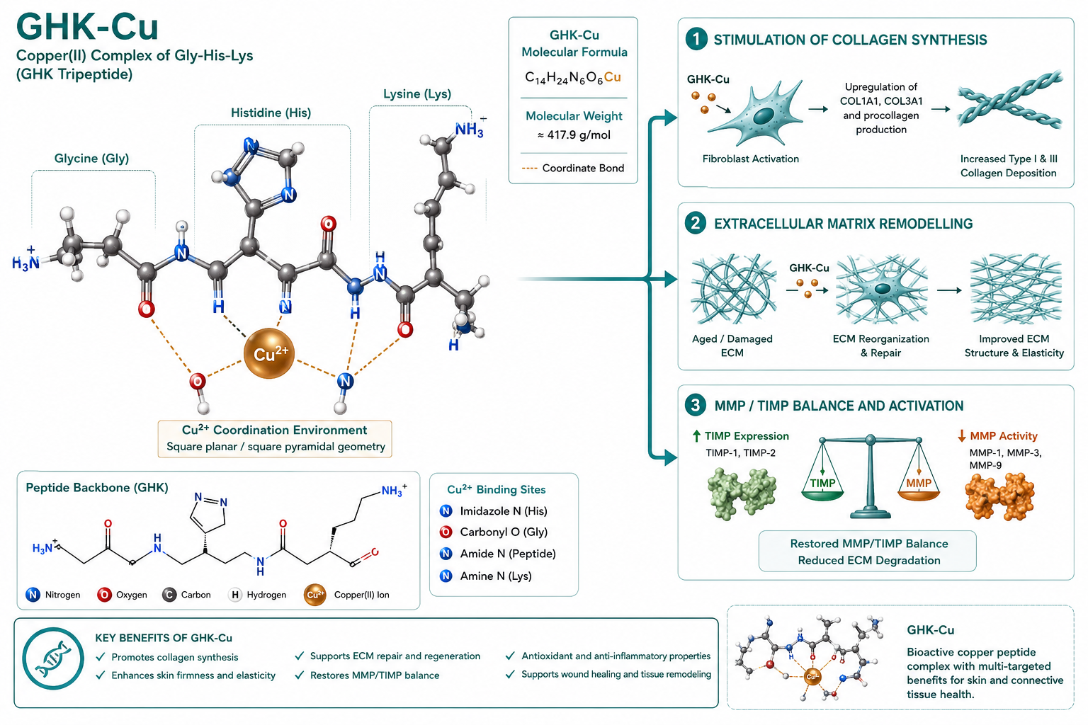 GHK-Cu tripeptide peptide working mechanism on the skin